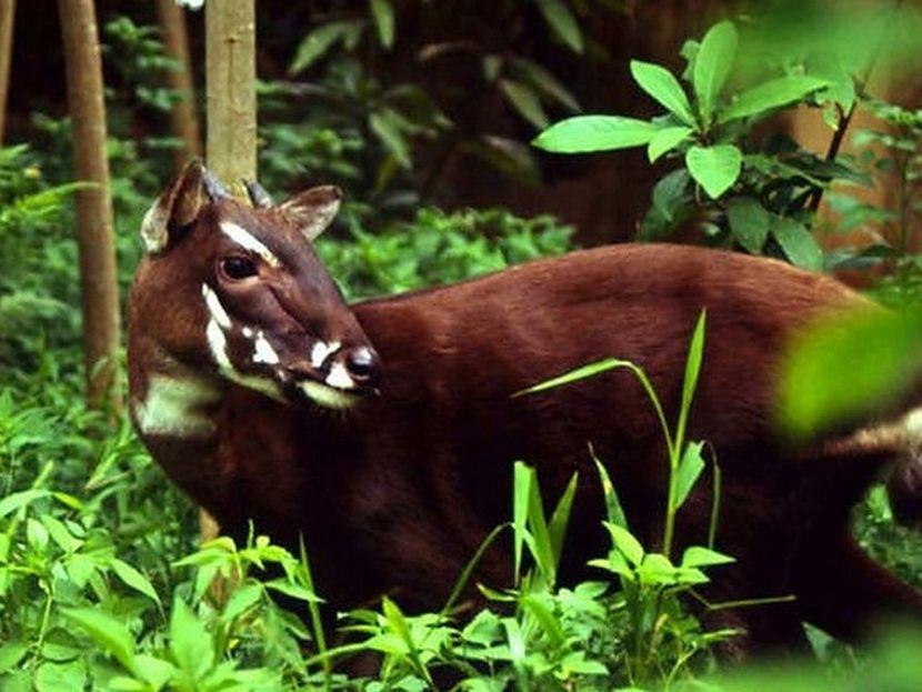 what is a saola?