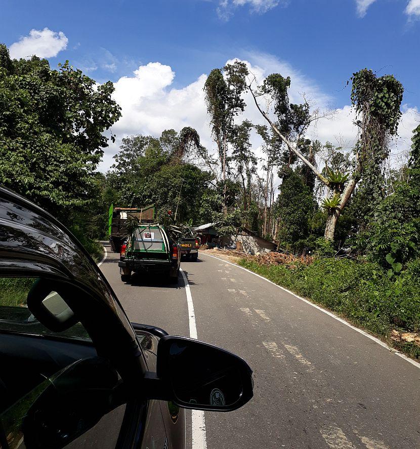 Car journey to orangutan release site