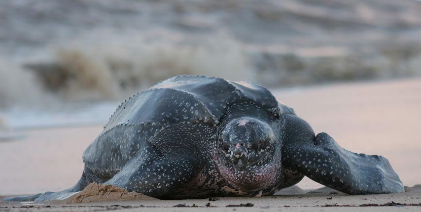 the leatherback sea turtle 