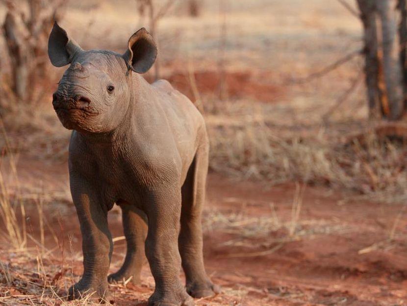 baby rhino 