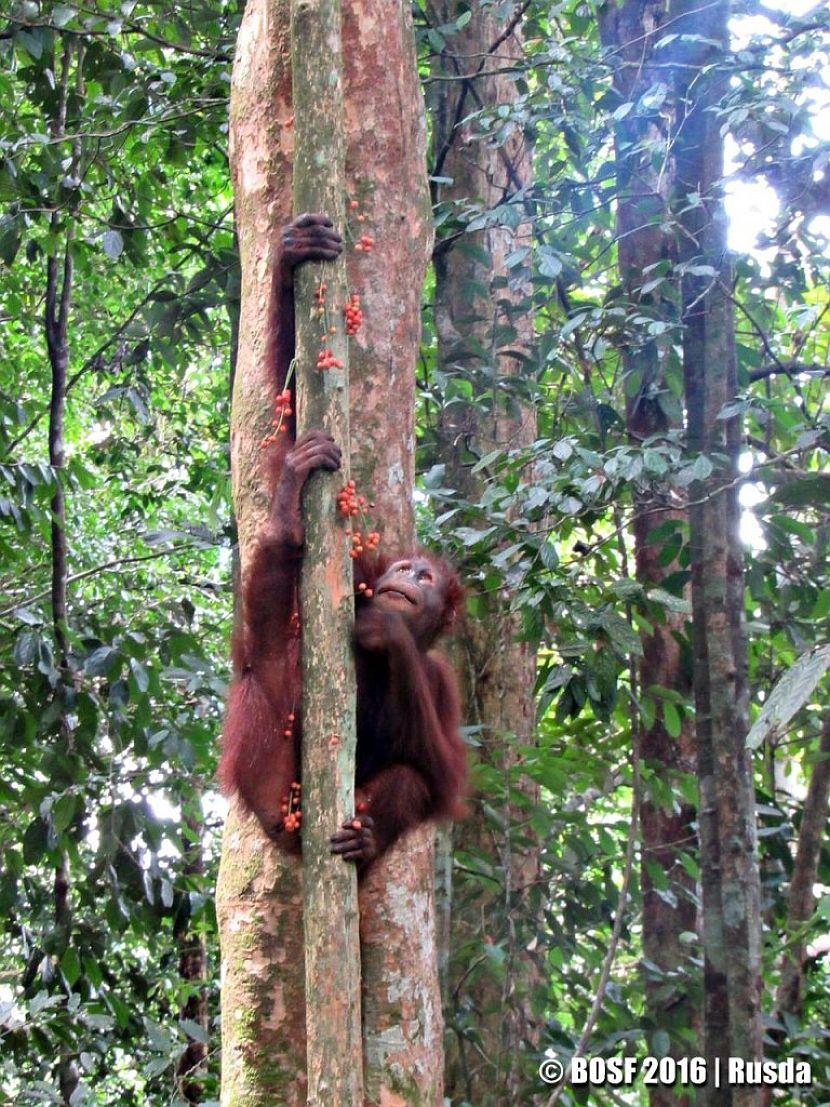Orangutan Climbing
