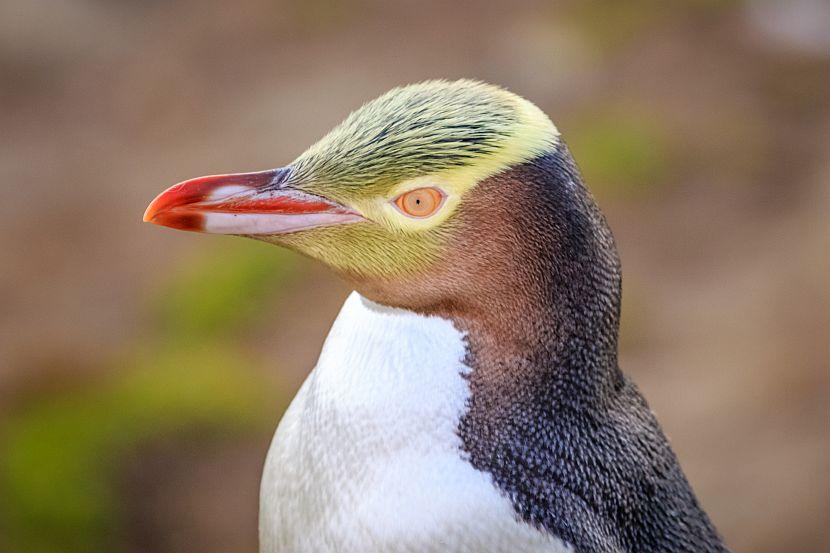 Yellow eyed penguin
