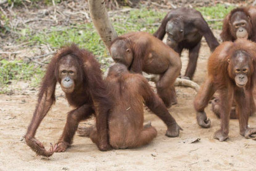 images of orangutans playing