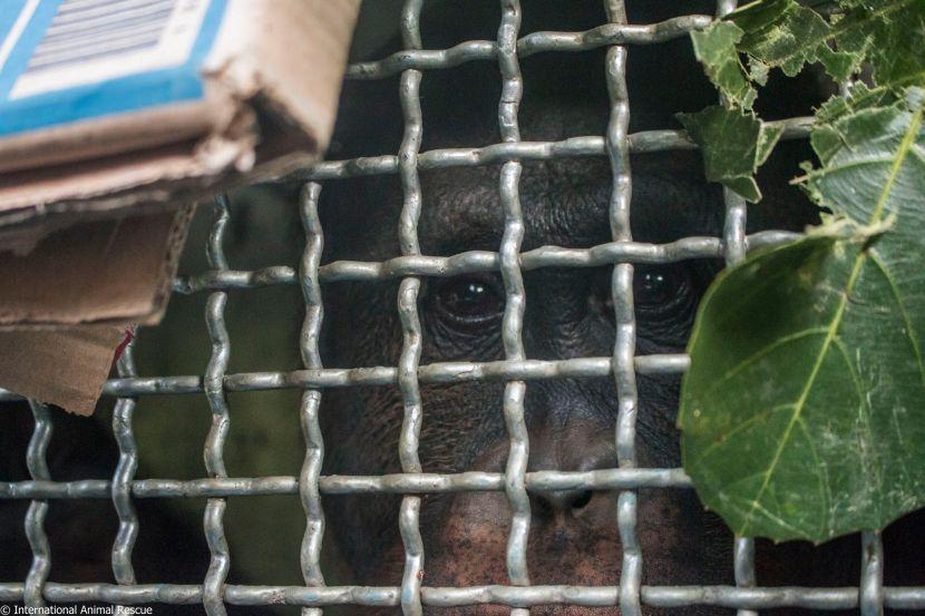 International Animal Rescue Release Orangutan Into The Wild 