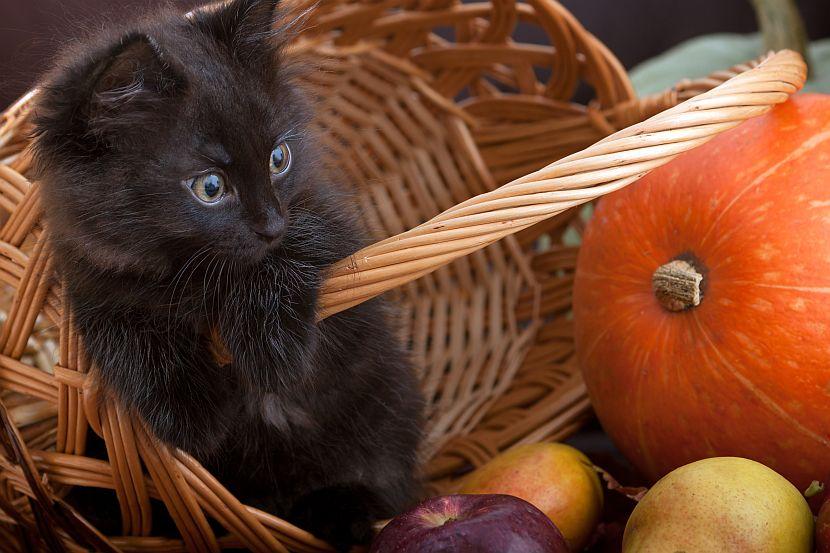 Black kitten and pumpkin