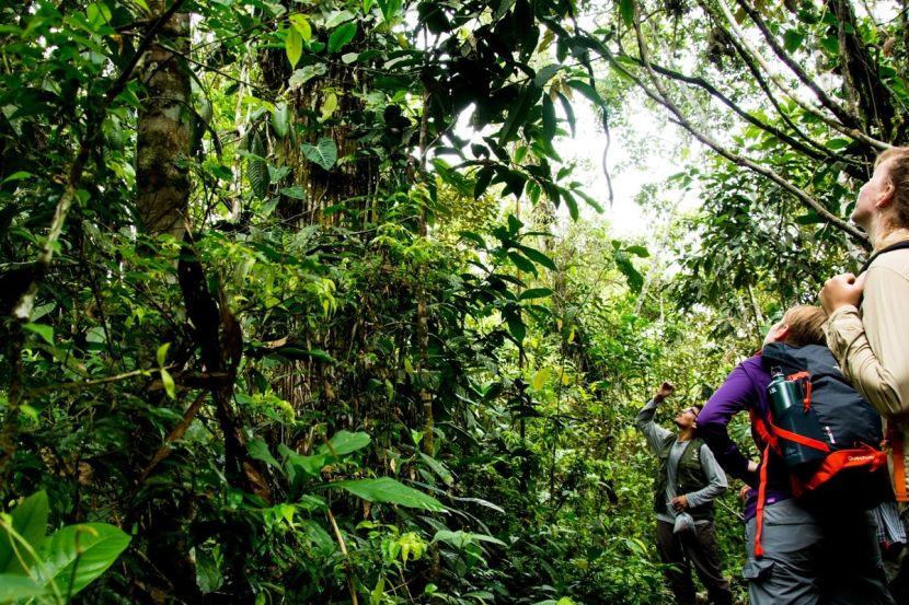 volunteer opportunities in the tropical rainforest