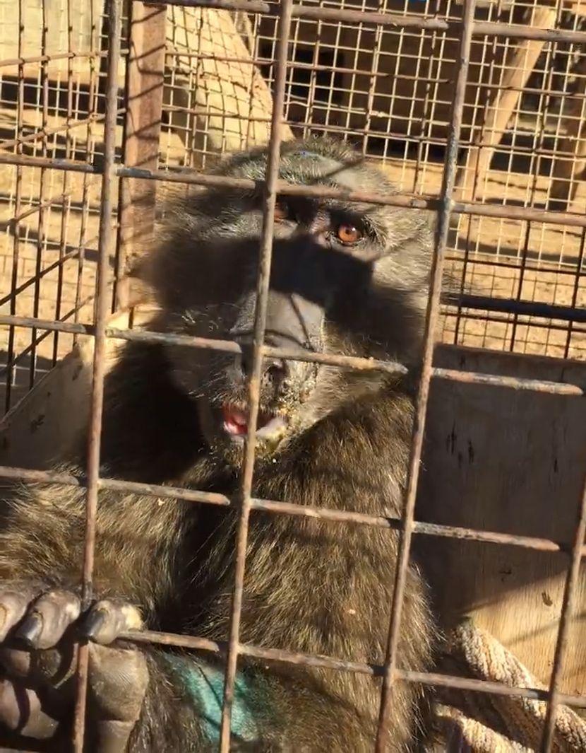 Rescued Baboon - Hope at the Namibia Wildlife Sanctuary