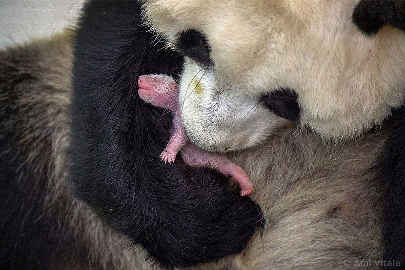 Panda holding its baby