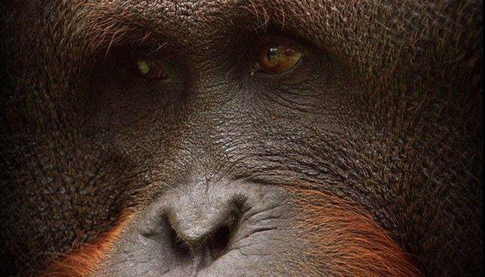 George - The Great Orangutan Project