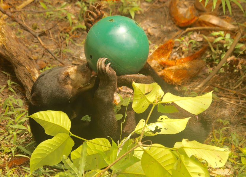 Sun Bear Enrichment At The Great Orangutan Project