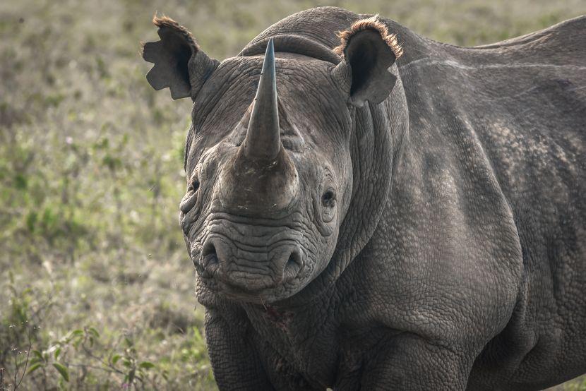 rhino endangered species 