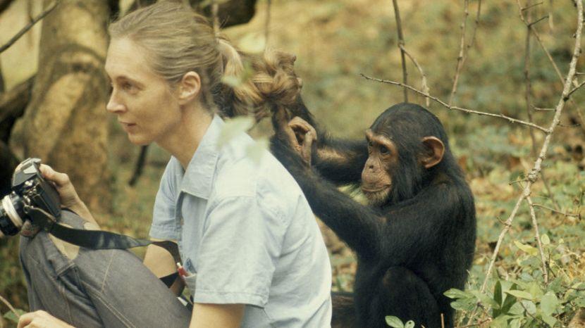 Jane Goodall Living With Chimps