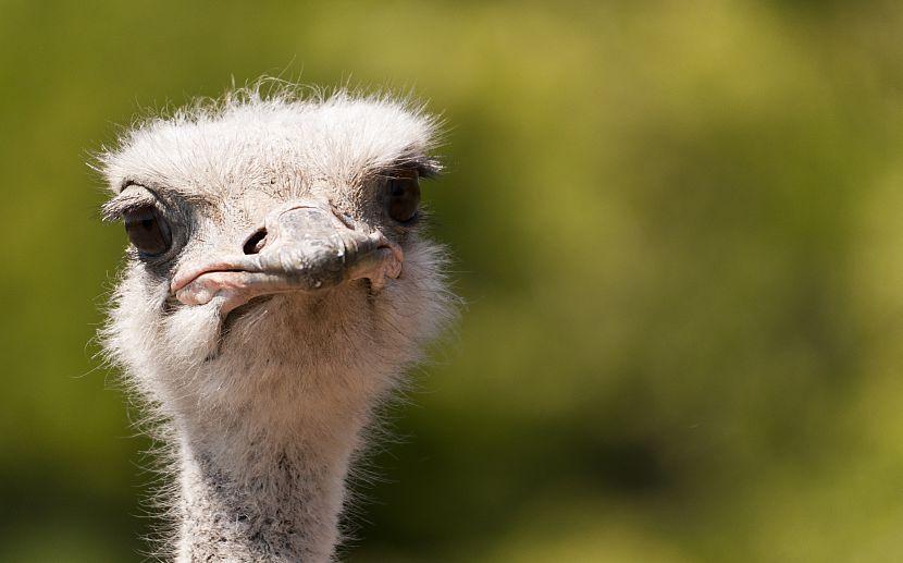 Angry ostrich