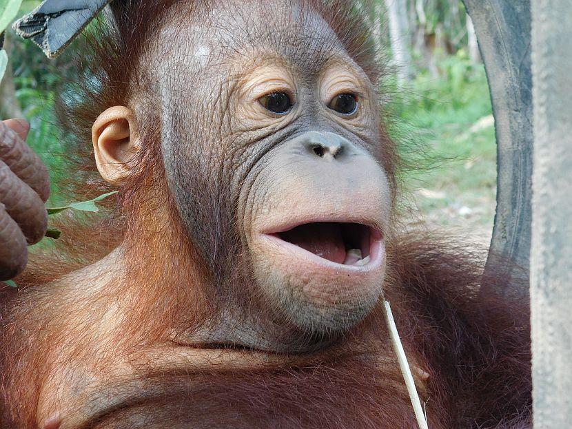Josh the Orangutan