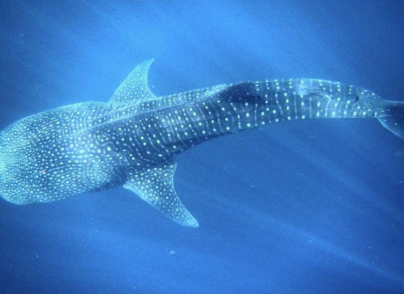 Whale Shark in the Maldives
