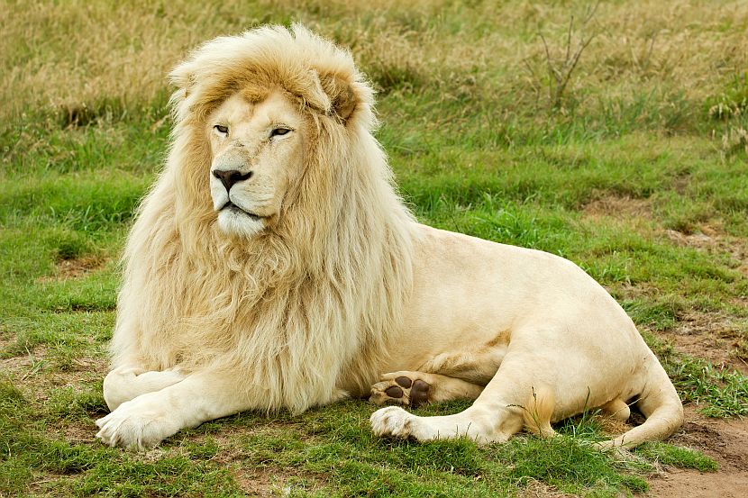 White Lion Conservation | The Great Projects