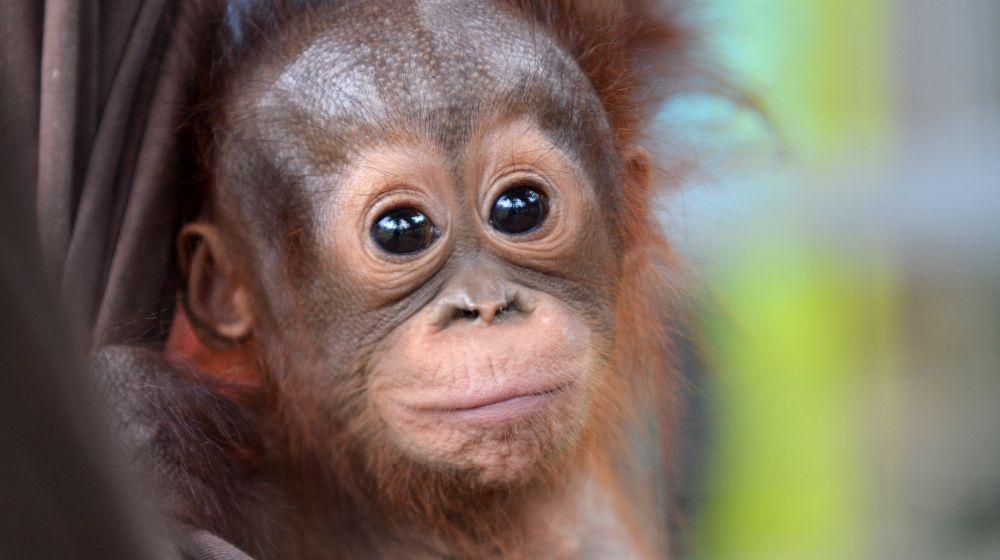 Rescued Baby Orangutan