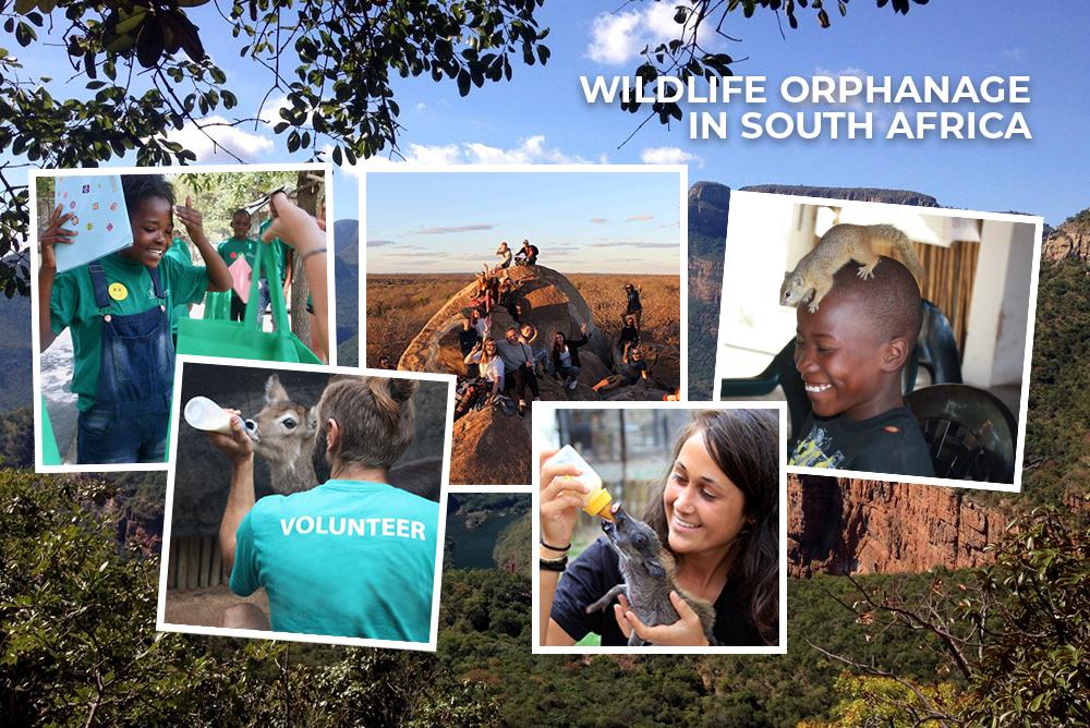 The Great Projects: Wildlife Orphanage in South Africa