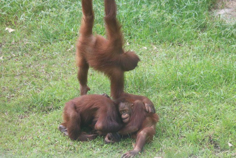 Orangutans In Borneo playing 
