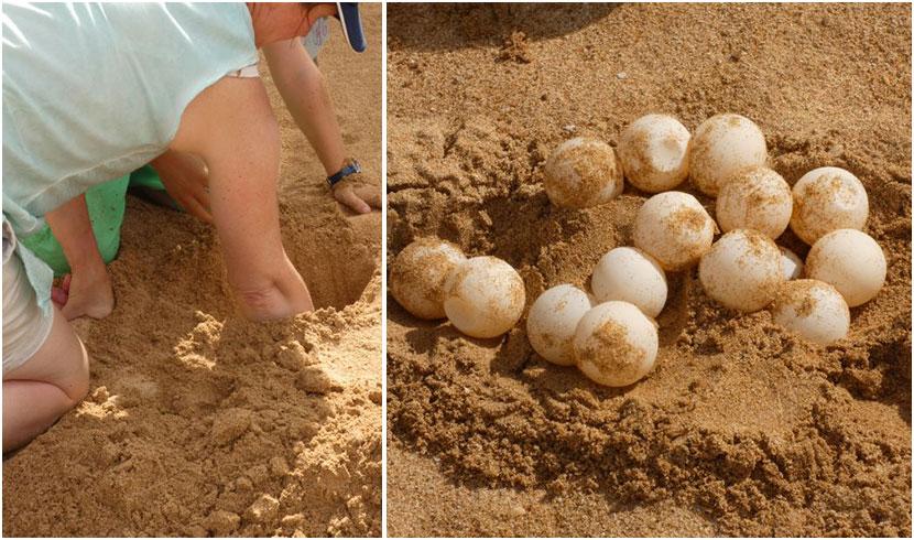 Burying Turtle Eggs The Great Turtle Project Sri Lanka