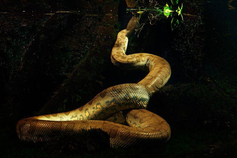 Anaconda World Snake Day 2017