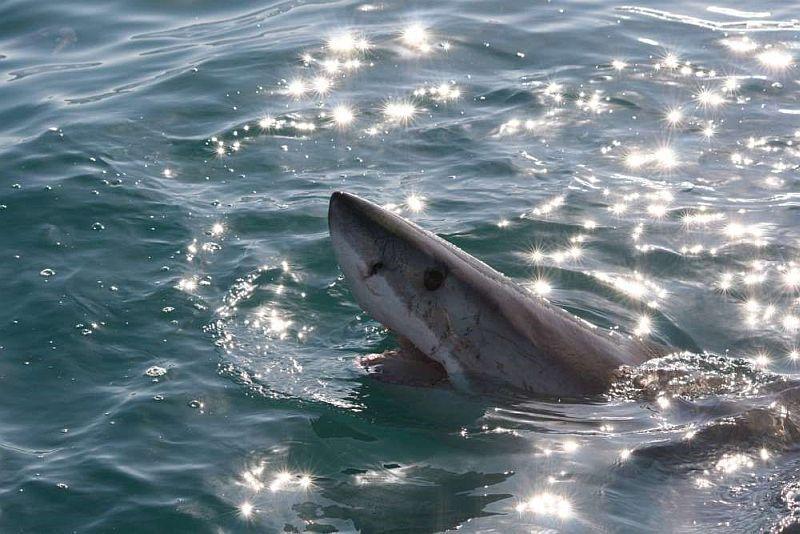 The Great White Shark Project | The Great Projects