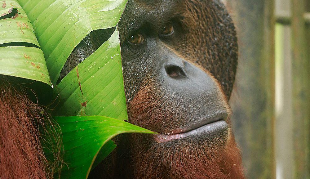 Carlos - The Great Orangutan Project