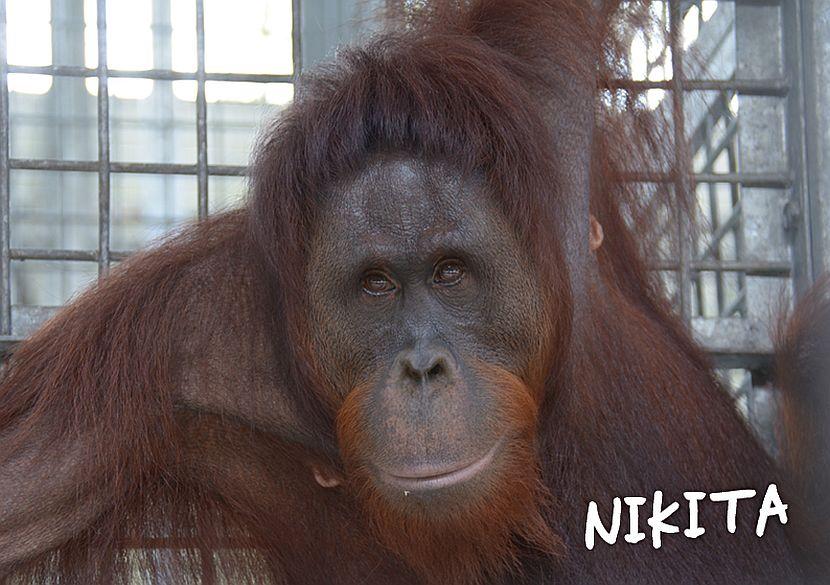 Nikita the orangutan