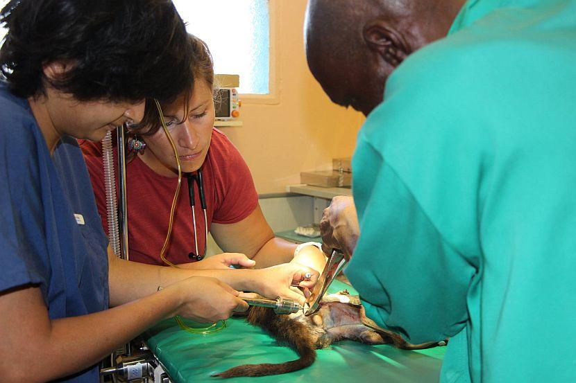 Namibia Baboon Surgery 
