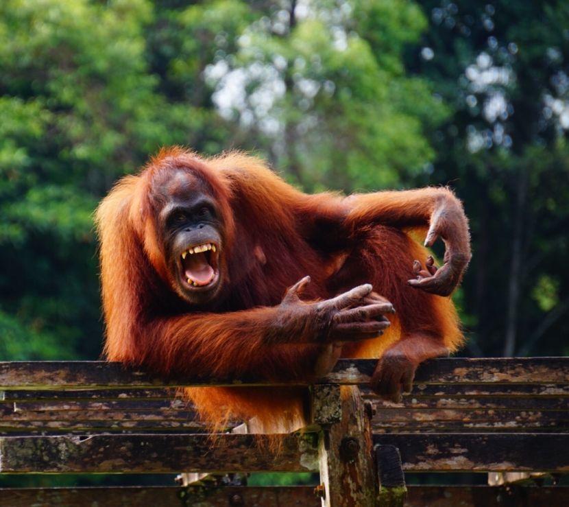 Tingsan The Great Orangutan Project