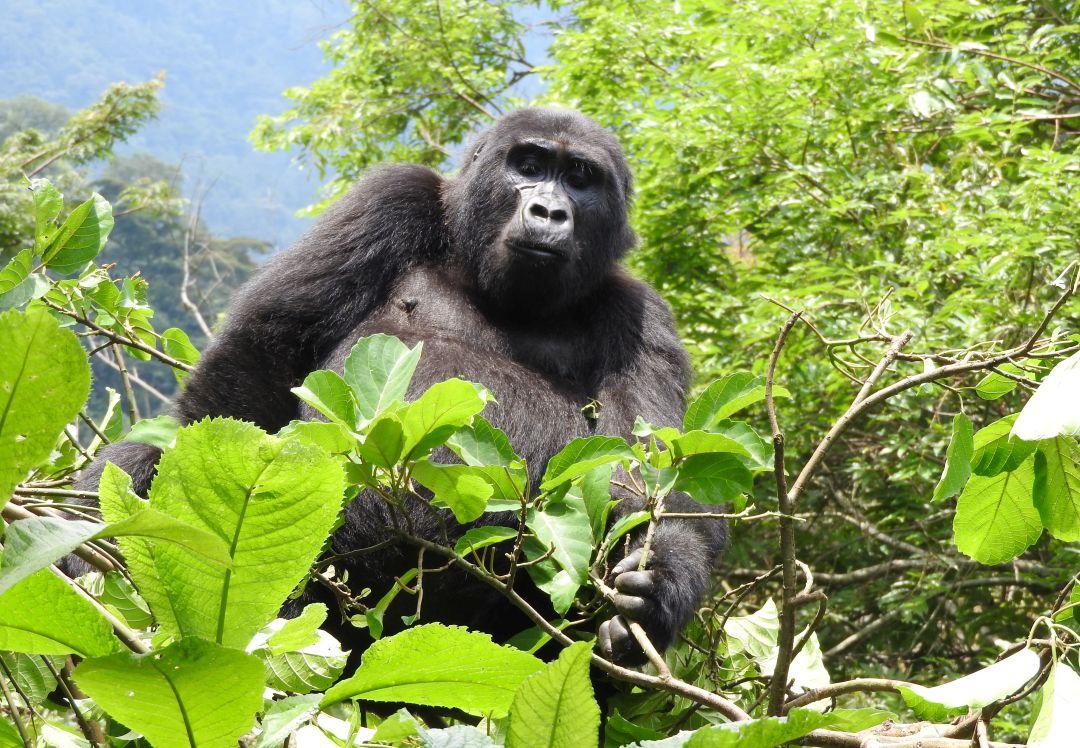 Silverback Gorilla at Mgahinga Gorilla National Park - The Great Gorilla Project