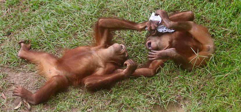 Bunyau and Doc The Young Orangutans