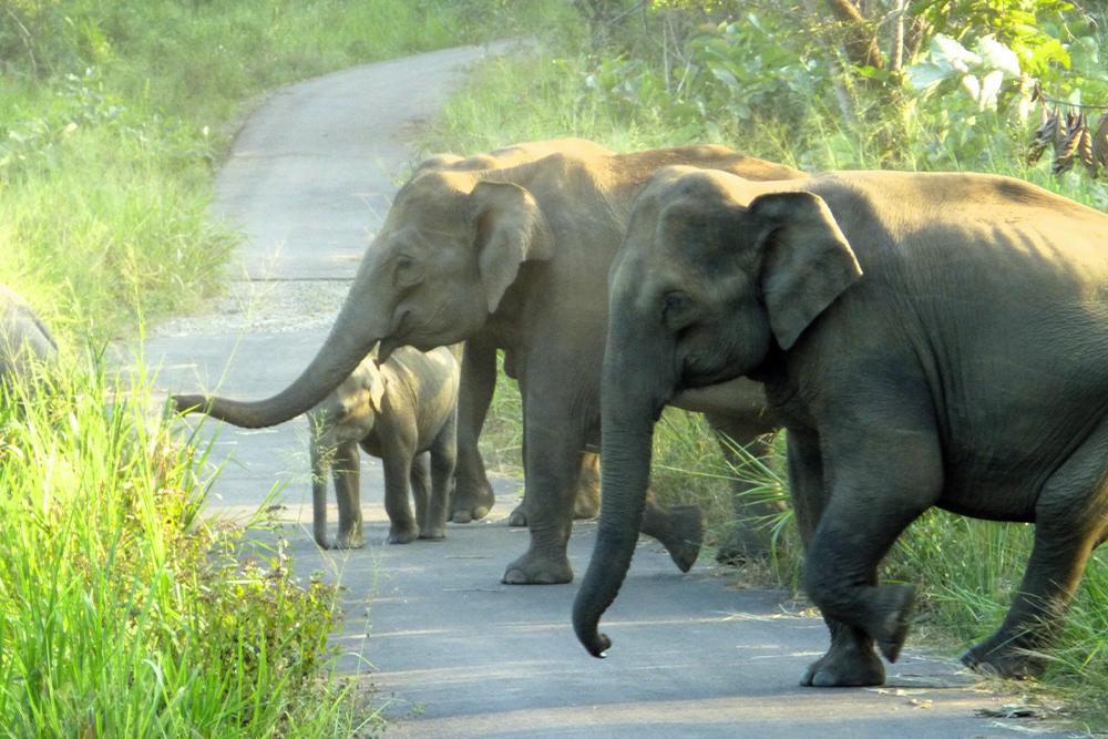 A herd of elephants in Sri Lanka at The Great Elephant Project