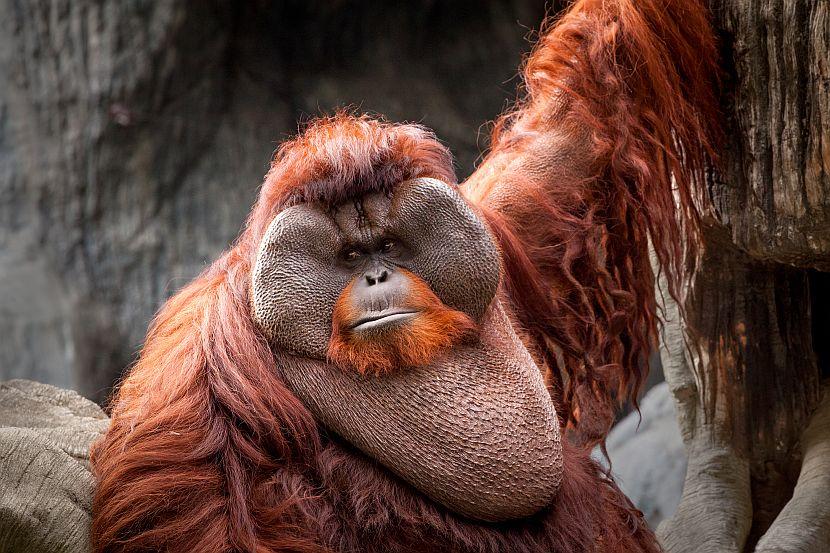 Adult male orangutan