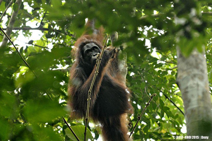 Leonie the Orangutan