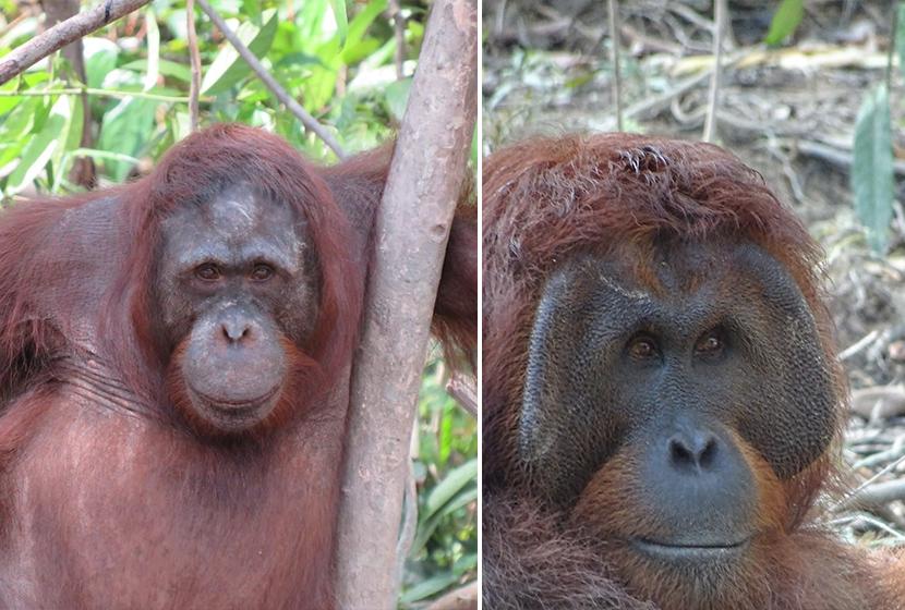 Nyaru Menteng Orangutans