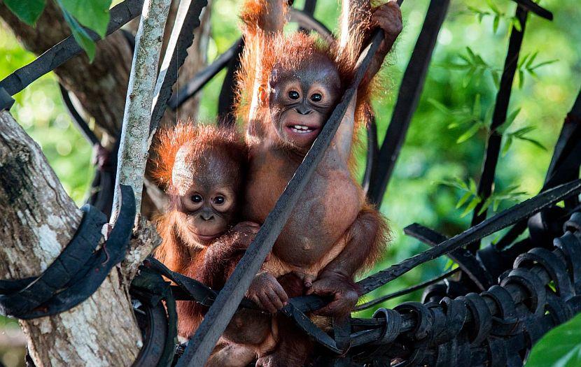 Cute baby orangutans