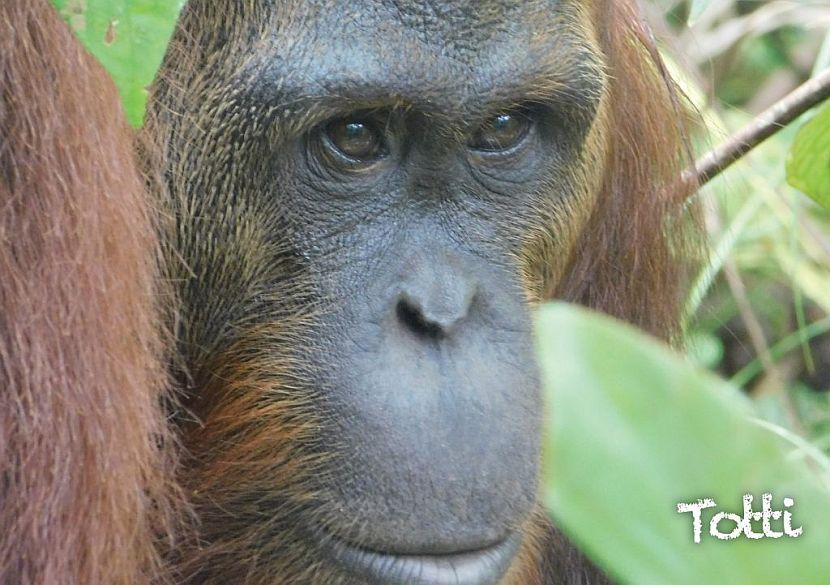 Samboja Lestari orangutan release 