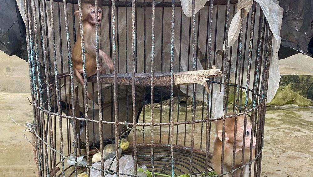 Macaques Before Rescue - Laos Wildlife Sanctuary