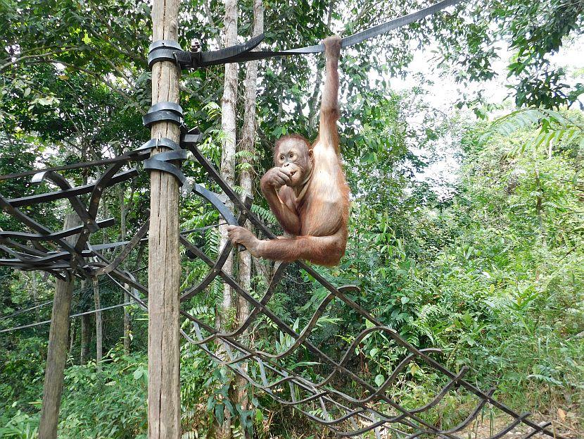 Young orangutan climbing 