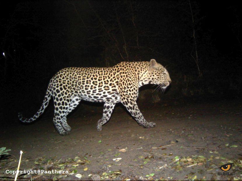 Leopards in South Africa 