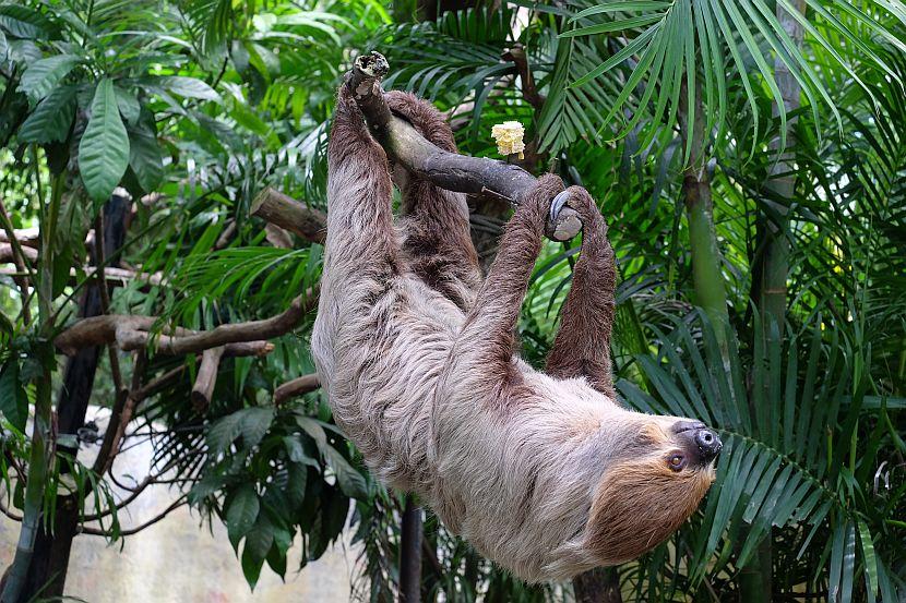 Two Toed Sloth Picture