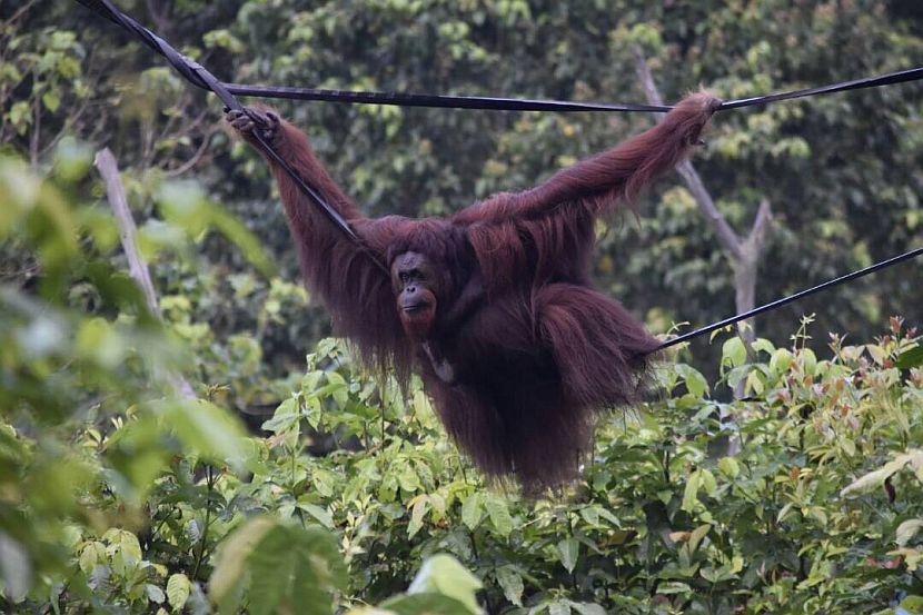 Female Orangutan 