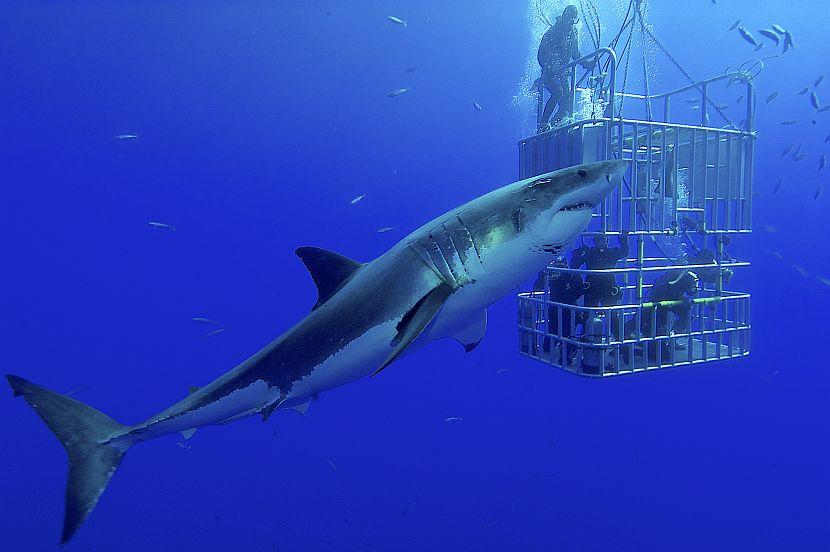 Shark cage diving on shark awareness day 2017