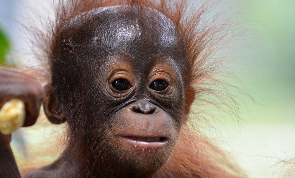 Unamed Baby at the Nyaru Menteng Orangutan Sanctuary