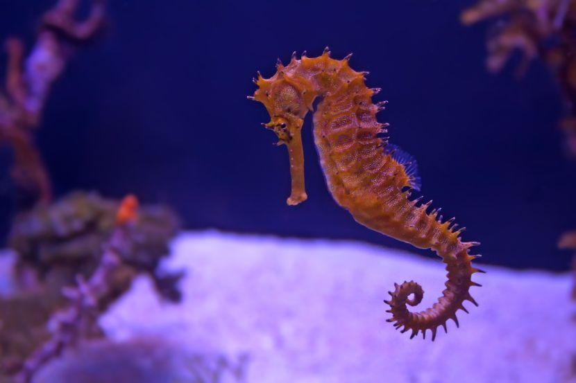 sea horse images 
