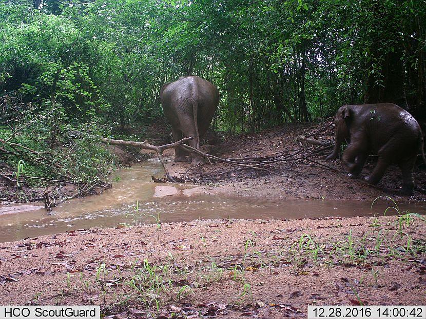 Elephant camera trap