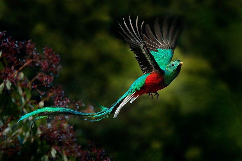 Colourful Bird in Costa Rica