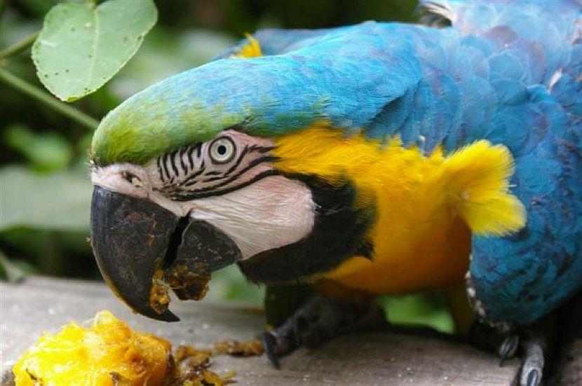 South America Bird