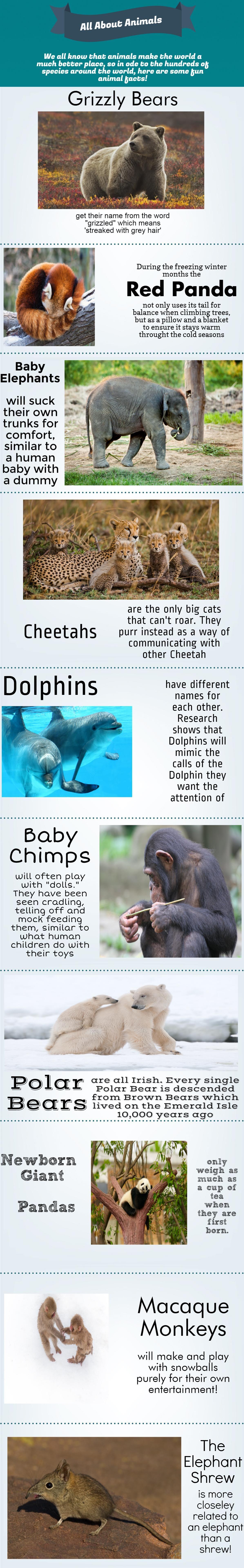 Take A Look At Our Ten Favourite Fun Animal Facts | The Great Projects Take A Look At Our Ten Favourite Fun Animal Facts | The Great Projects